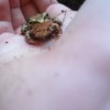 Wildlife up close: a frog from the stream
